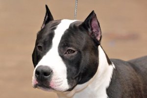 Imagen de archivo de un perro de raza American Stanford.