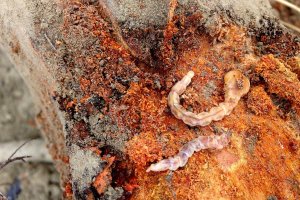 Larvas de gusano cabezudo ocultas en las raíces de un almendro