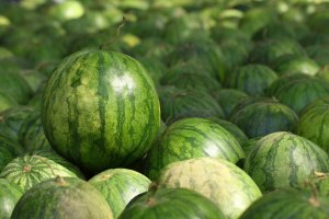 Ya se ha iniciado la recolección de la sandía cultivada al aire libre