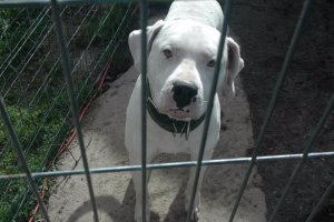 Un perro considerado PPP.