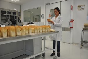 Anayeli Morales, del CIMMYT, analizando el color y la calidad de la miga de pan tras la prueba de panificación en laboratorio / Fundación Descubre