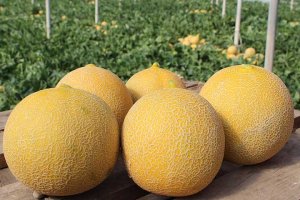 Ejemplares del nuevo melón Mojácar.