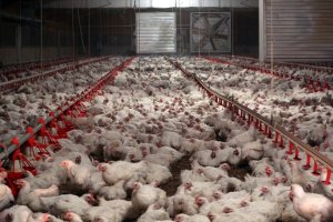 Imagen de archivo de una granja de pollos.