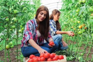 YaraTera™, comodidad y eficacia en fetirrigación.