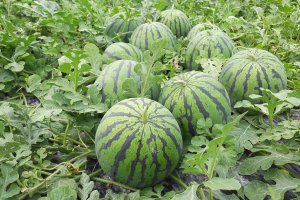Sandia bio de Campojoyma