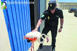 Ejemplar de flamenco rescatado ayer por la Policía en la localidad de Carboneras