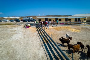 Las reses en el tentadero, recién llegadas a la finca nijareña.