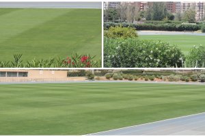 Así está el césped del Anexo para iniciar la pretemporada rojiblanca.