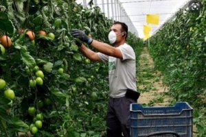 Un trabajador en plena faena agrícola en un invernadero.