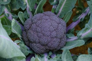 Brocoli morado de Sakata