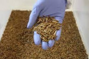 Los insectos son una fuente de proteínas y lípidos para la industria agroalimentaria