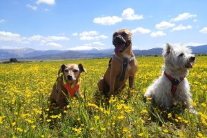 No solo los perros son la única especie que puede sufrir las picaduras de garrapatas, también los gatos.