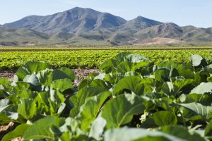 Campo de lechugas de Agrupapulpí, uno de los primeros productores de España.