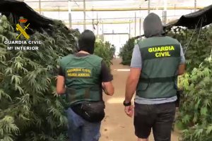 Plantación de cáñamo en Campohermoso