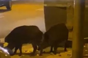 Dos jabalíes comen junto a un contenedor en Almería.