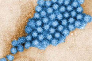 Un novovirus ha provocado el brote vírico en Mojácar.