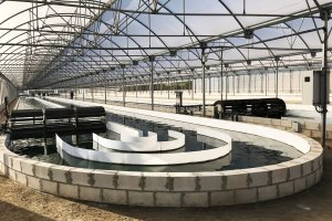 Instalaciones de producción de microalgas de Biorizon Bitech en Almería