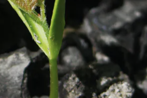 Julia Senkevich / Shutterstock