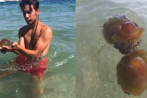 La Cotylorhiza tuberculata, o medusa \'huevo frito\' usa el veneno contra sus depredadores.