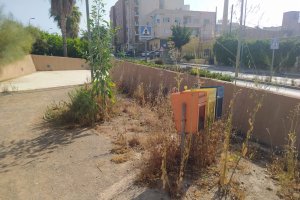 Algunos de los arbustos secos.