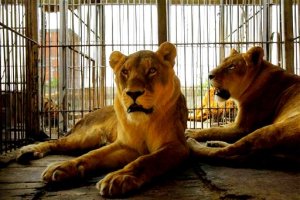 Tres leones sembraron el pánico en El Zapillo en 1973.