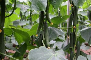 Pepino Bastian, de Ramiro Arnedo.