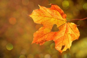 El inicio del otoño es la época del año en que la longitud del día se acorta más rápidamente.