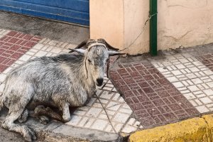 La cabra atada a una señal en una calle de Adra.