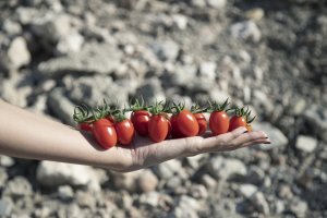 Karamel Rome de Keops Agro