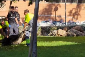 Captura de uno de los jabalíes. Foto: Pepe Martínez