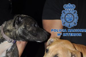 Perros localizados. CNP