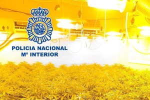 Incautadas más de mil plantas de marihuana en varias viviendas de El Puche.