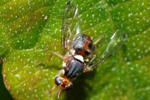 Bactrocera oleae sobre una hoja. / Wikipedia