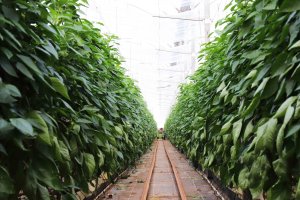 Un invernadero en la provincia de Almería.