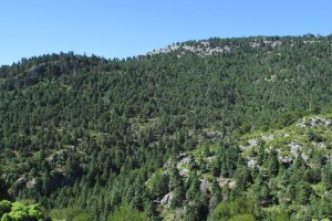 Poblaciones de pinsapo afectadas por la sequía en el Parque Nacional de Sierra de las Nieves
