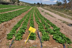 Campo de lechugas en Cuevas del Almanzora.