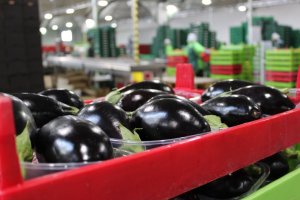 Desde este jueves no podrán comercializarse las segundas categorías de berenjena larga