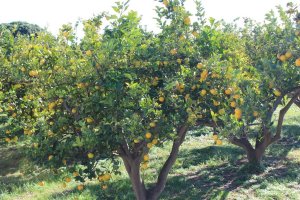 Imagen de archivo de limoneros en la provincia.