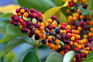 Planta \'schefflera arboricola\'.