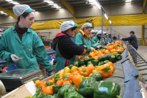 Un almacén de pimiento almeriense.