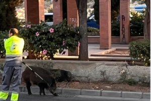Dos jabalíes este jueves en la Rambla de Almería. /Foto: Paqui García