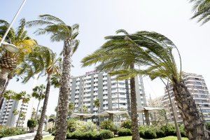 Palmeras azotadas por el viento