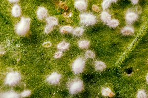 Larvas de mosca blanca infectadas por el bioinsecticida Mycotal