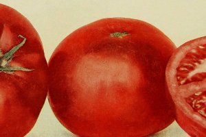 Extracto del libro \'Birds and nature\', de 1900. Fuente: Wikimedia.