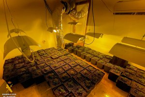 Plantación intervenida en Abla.