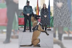Zeta, el perro de la Unidad de la Policía Local de Turre.