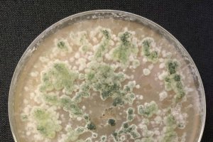 Trichorderma se reconoce muy fácilmente en la placa Petri porque es muy particular, de color muy verde y con una gran plasticidad morfológica. / L