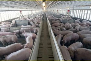 Imagen de archivo de una explotación porcina.