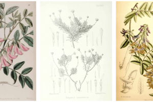 Ilustraciones botánicas de especies de plantas extintas / CSIC
