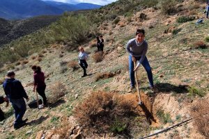 Imagen de las repoblaciones emprendidas en el municipio de Almócita